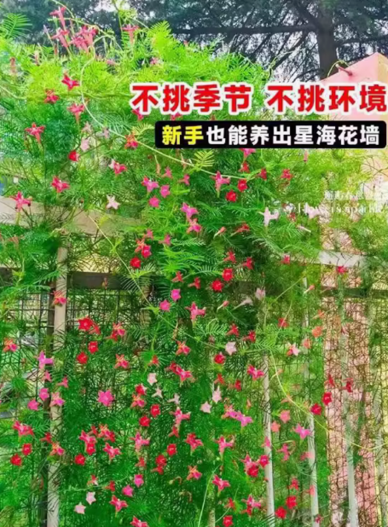 羽叶茑萝花种子四季开花易活庭院室外内盆栽爬藤攀援植物花种