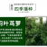 羽叶茑萝花种子四季开花易活庭院室外内盆栽爬藤攀援植物花种