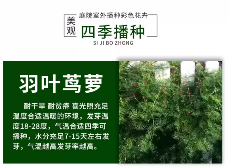 羽叶茑萝花种子四季开花易活庭院室外内盆栽爬藤攀援植物花种