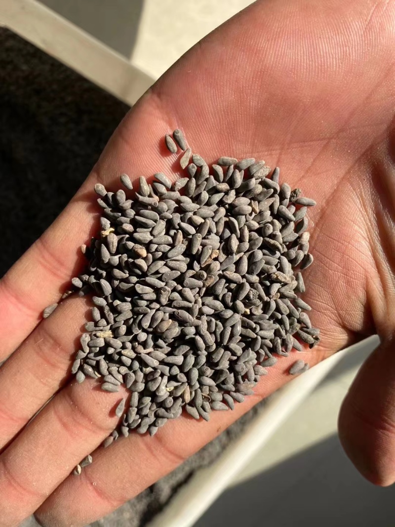 羽叶茑萝花种子四季开花易活庭院室外内盆栽爬藤攀援植物花种