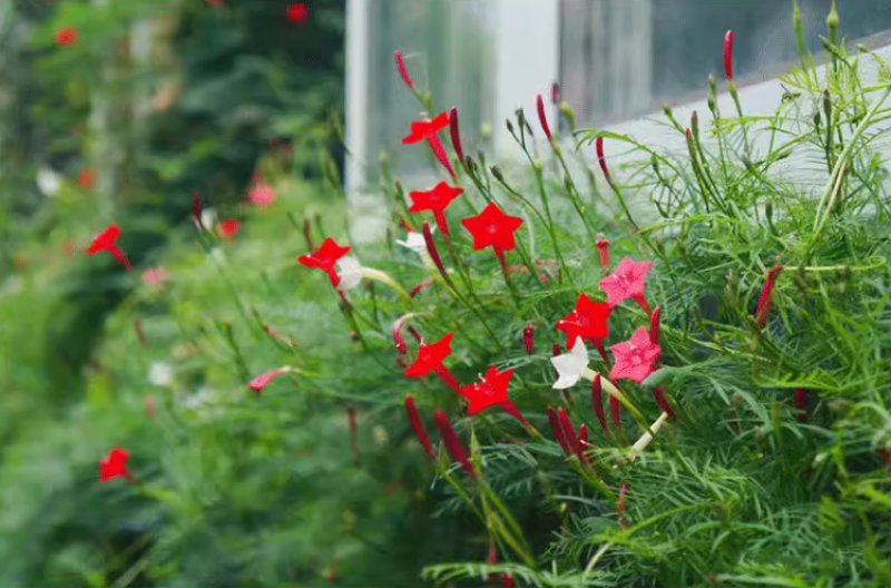 羽叶茑萝花种子四季开花易活庭院室外内盆栽爬藤攀援植物花种