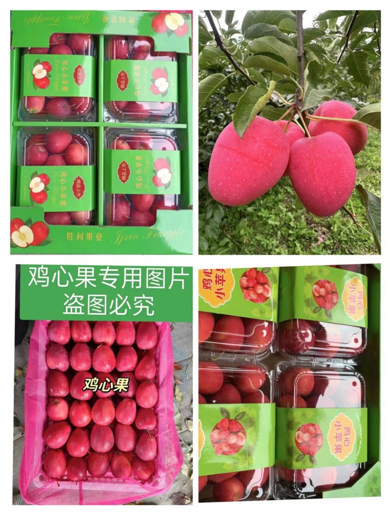 大量上市鸡心果，无雹伤，有需要的欢迎来采购