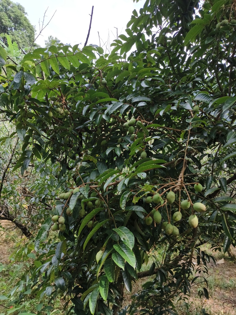广东橄榄
