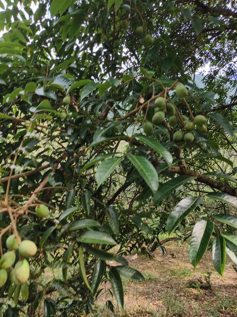 广东橄榄