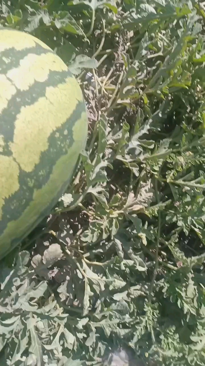 精品宁夏硒砂瓜货源充足量大质量保证诚信经营欢迎咨询