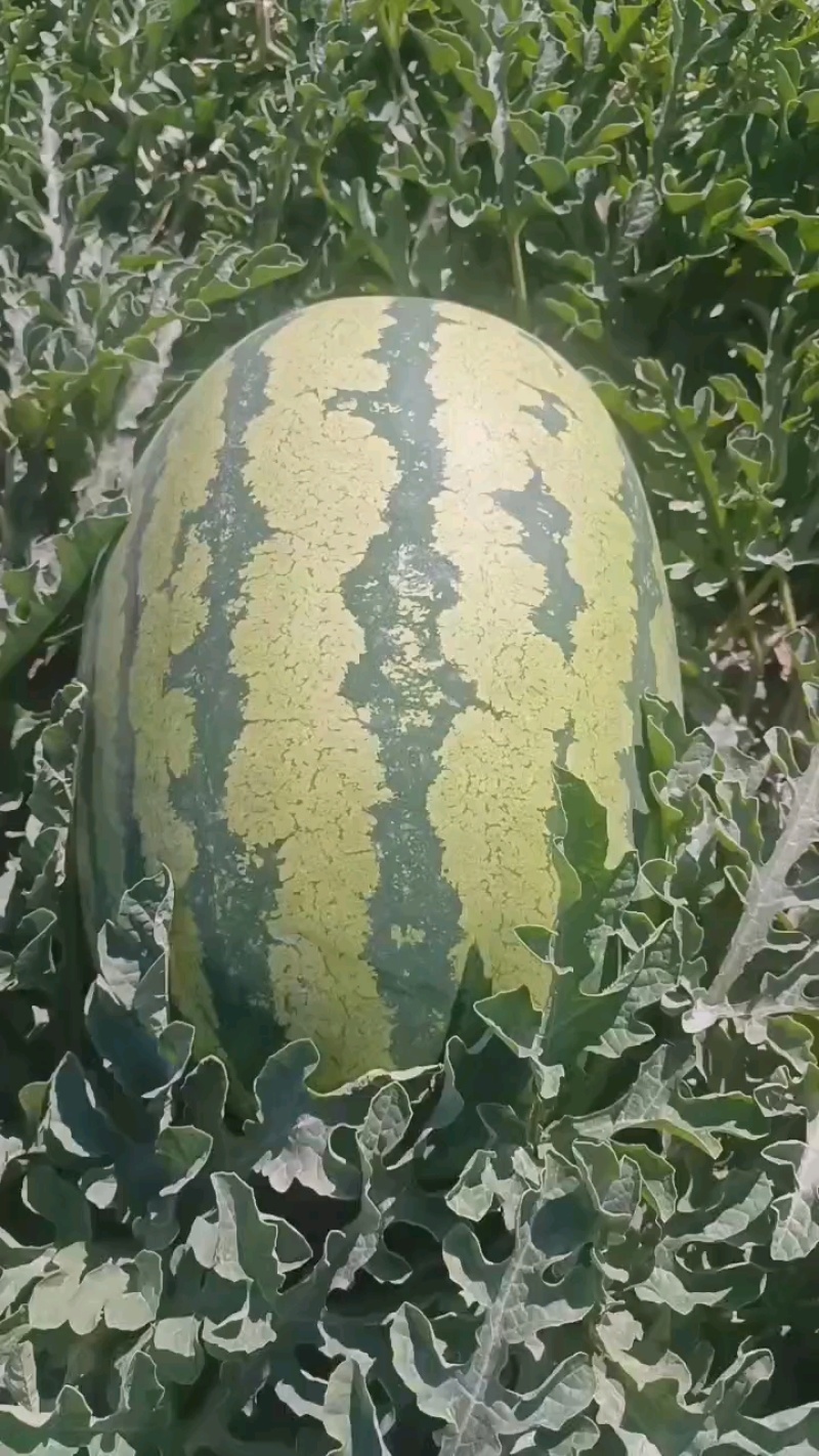 精品宁夏硒砂瓜货源充足量大质量保证诚信经营欢迎咨询