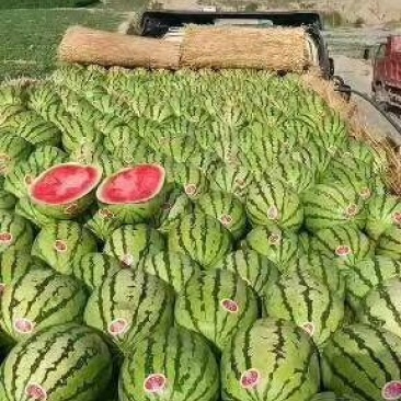 精品宁夏硒砂瓜货源充足量大质量保证诚信经营欢迎咨询