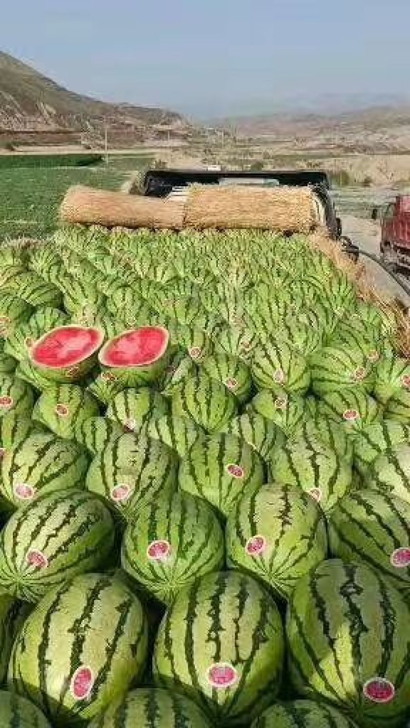 精品宁夏硒砂瓜货源充足量大质量保证诚信经营欢迎咨询