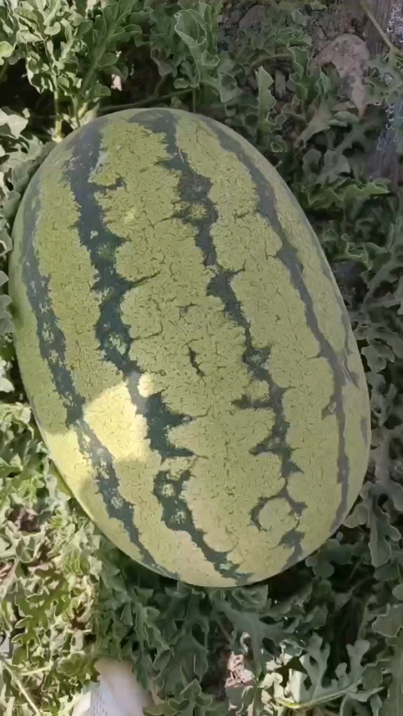 精品宁夏硒砂瓜货源充足量大质量保证诚信经营欢迎咨询