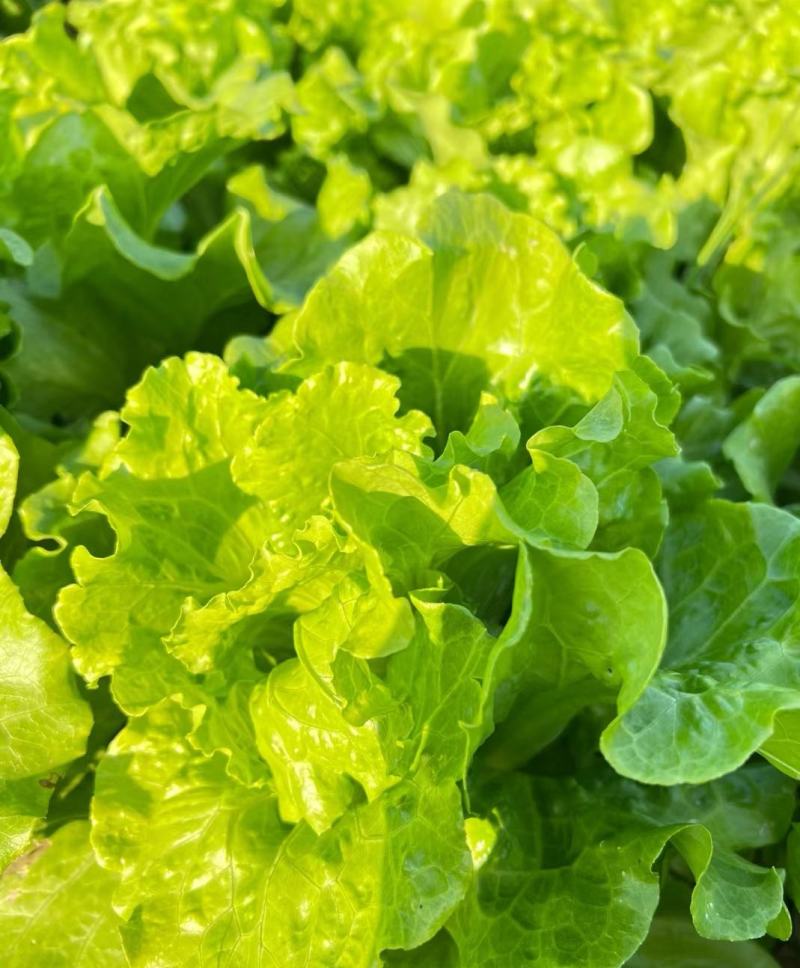 生菜大量上市货源充足，价格不高，河北邯郸产区散叶生菜量大