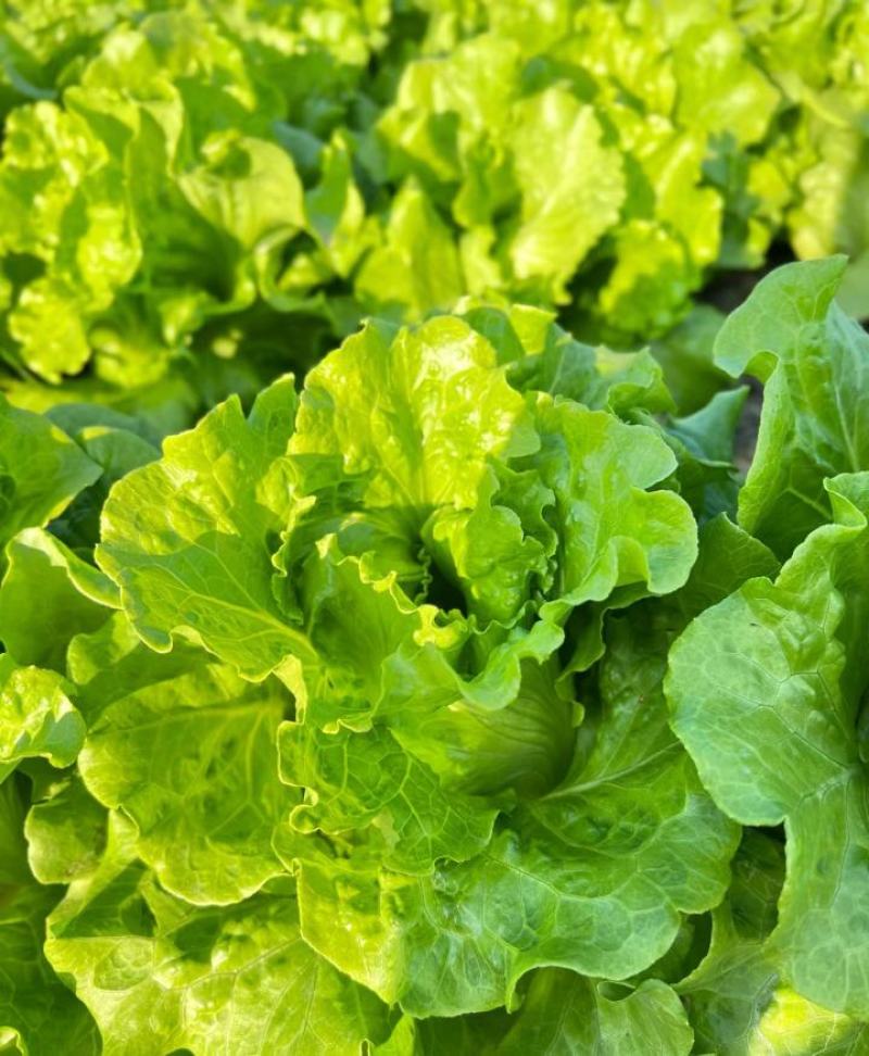 生菜大量上市货源充足，价格不高，河北邯郸产区散叶生菜量大