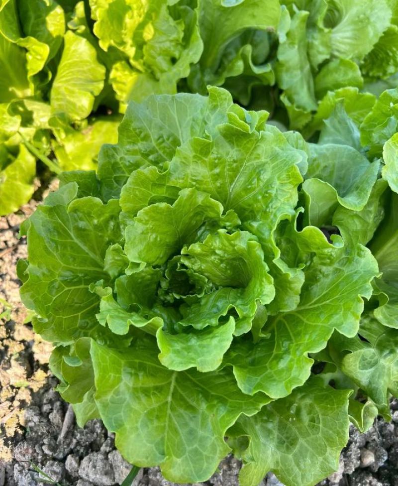 生菜大量上市货源充足，价格不高，河北邯郸产区散叶生菜量大