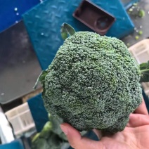 河北邯西兰花大量有货，常年不断货，货源充足，保证质量，需