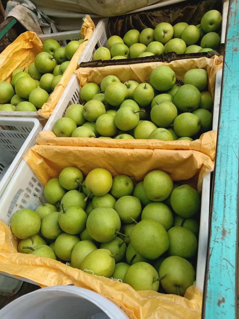 玉兰故乡水果种植基地
