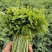 树仔菜，精品树仔菜，广西野菜品质保证量大从优欢迎咨询