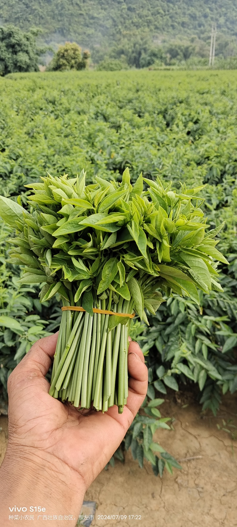 树仔菜，精品树仔菜，广西野菜品质保证量大从优欢迎咨询