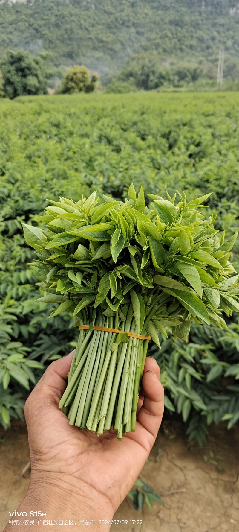 树仔菜，精品树仔菜，广西野菜品质保证量大从优欢迎咨询