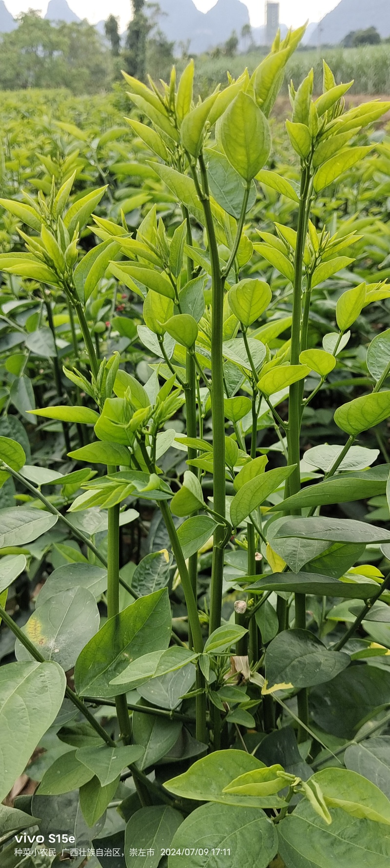 树仔菜，精品树仔菜，广西野菜品质保证量大从优欢迎咨询