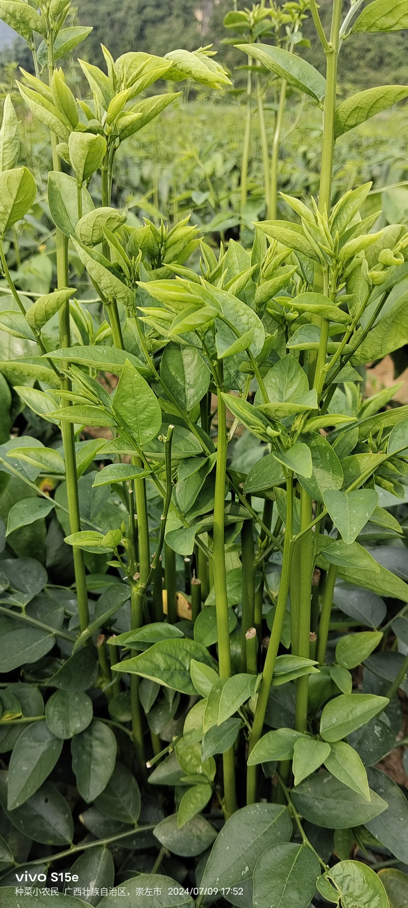 树仔菜，精品树仔菜，广西野菜品质保证量大从优欢迎咨询