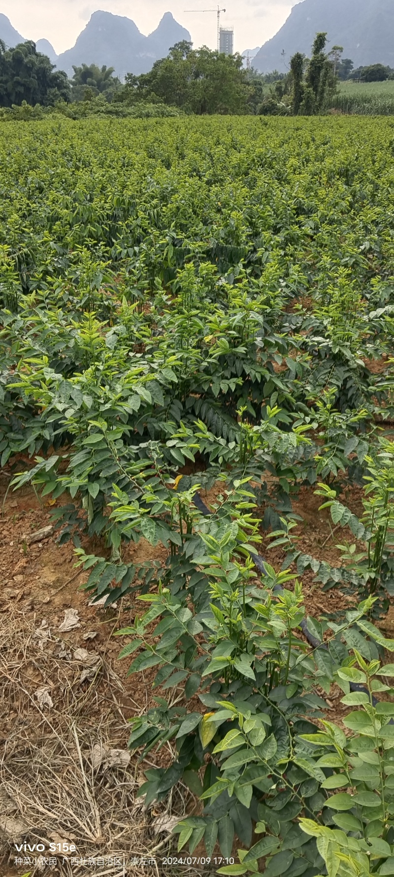 树仔菜，精品树仔菜，广西野菜品质保证量大从优欢迎咨询