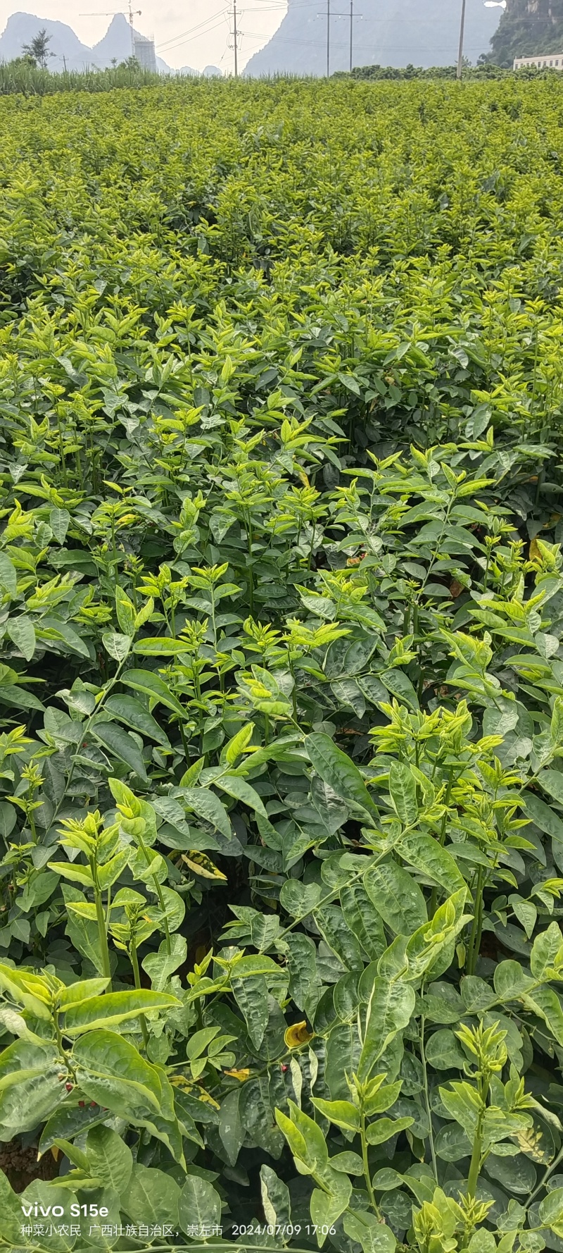 树仔菜，精品树仔菜，广西野菜品质保证量大从优欢迎咨询