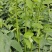 树仔菜，精品树仔菜，广西野菜品质保证量大从优欢迎咨询