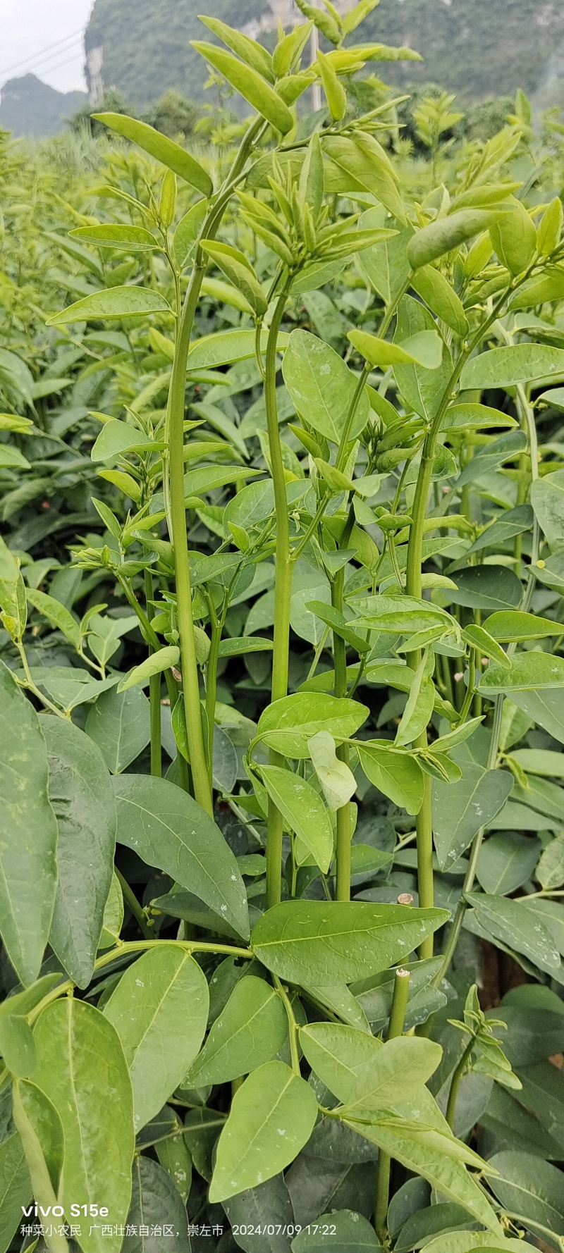 树仔菜，精品树仔菜，广西野菜品质保证量大从优欢迎咨询