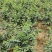 树仔菜，精品树仔菜，广西野菜品质保证量大从优欢迎咨询
