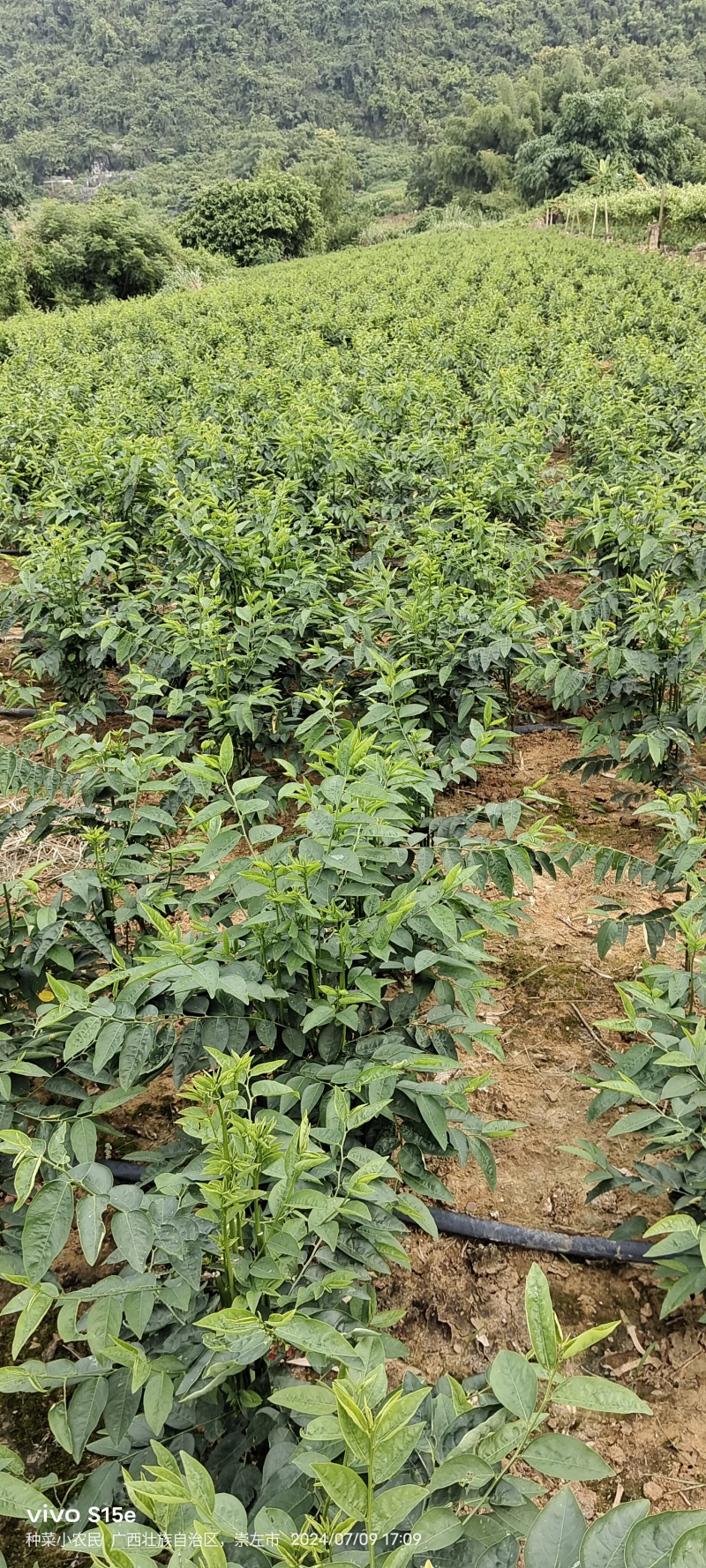 树仔菜，精品树仔菜，广西野菜品质保证量大从优欢迎咨询