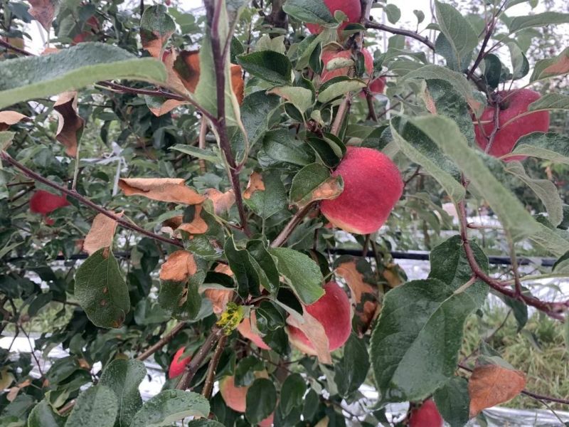 云南红露苹果精品产地直销支持一件代发电商整车待发