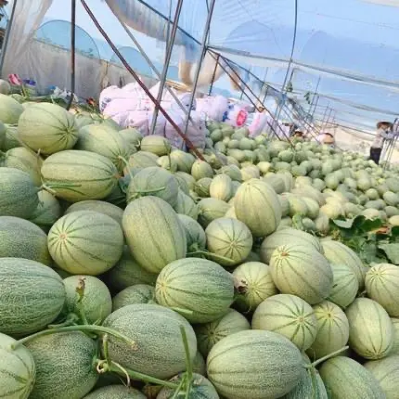 晓蜜25哈密瓜，海南哈密瓜大量现货供应，对接全国电商市场