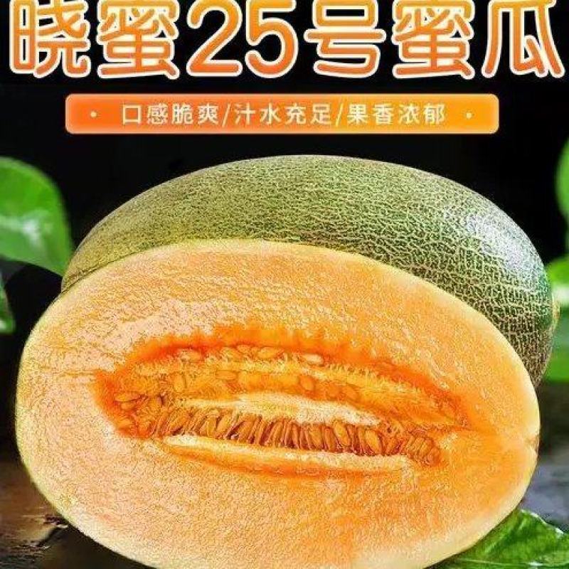 晓蜜25哈密瓜，海南哈密瓜大量现货供应，对接全国电商市场