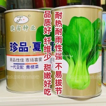 珍品夏青梗菜种子耐热耐雨不易拔节束腰四季抗热小青菜种子