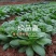 珍品夏青梗菜种子耐热耐雨不易拔节束腰四季抗热小青菜种子