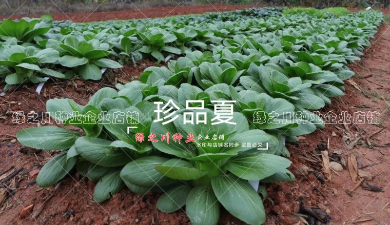 珍品夏青梗菜种子耐热耐雨不易拔节束腰四季抗热小青菜种子