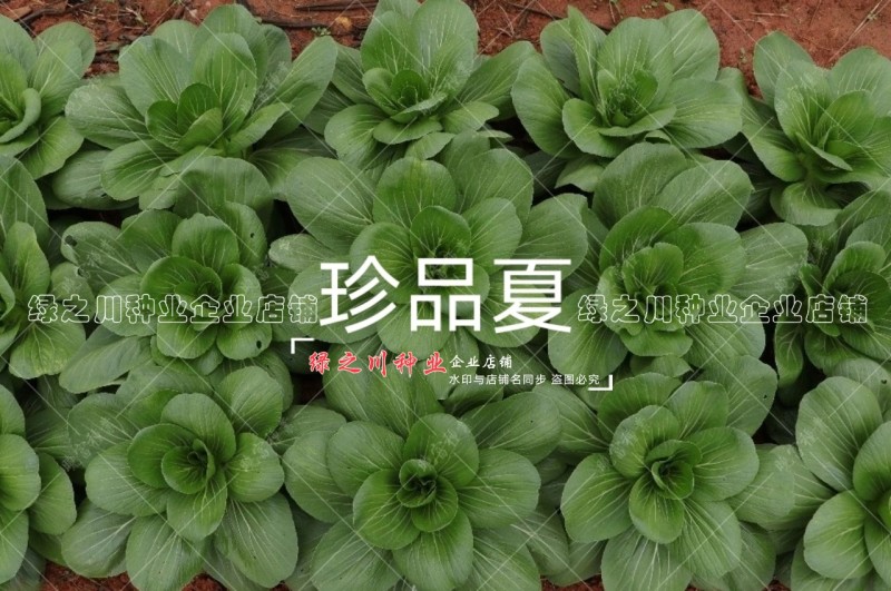 珍品夏青梗菜种子耐热耐雨不易拔节束腰四季抗热小青菜种子