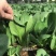 珍品66青梗菜种籽耐热青菜种子耐雨水耐湿蔬菜种子甜嫩好吃