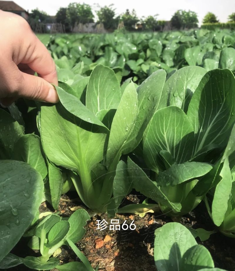 珍品66青梗菜种籽耐热青菜种子耐雨水耐湿蔬菜种子甜嫩好吃