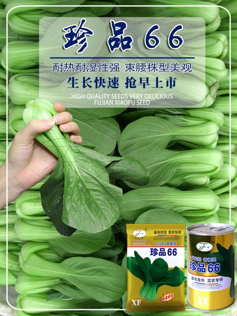 珍品66青梗菜种籽耐热青菜种子耐雨水耐湿蔬菜种子甜嫩好吃