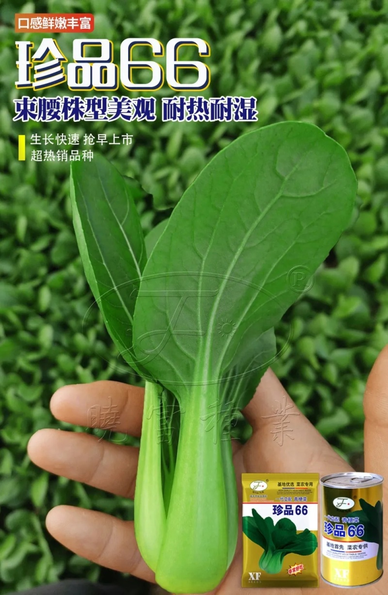 珍品66青梗菜种籽耐热青菜种子耐雨水耐湿蔬菜种子甜嫩好吃