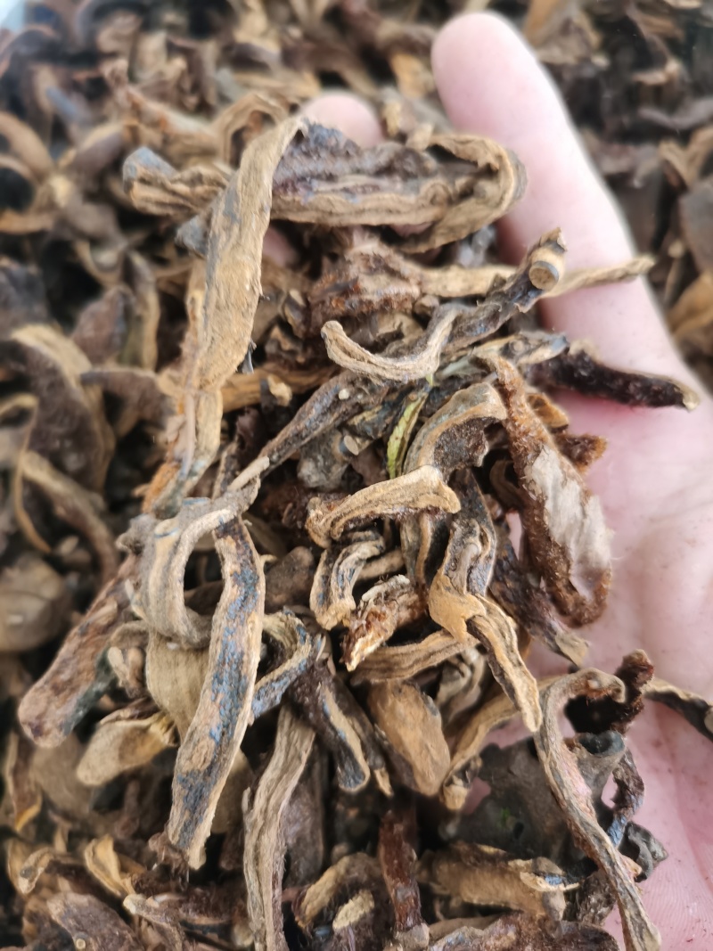 骨碎补正品骨碎补毛姜24小时发货