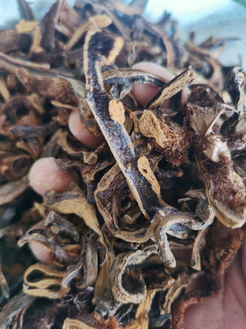 骨碎补正品骨碎补毛姜24小时发货