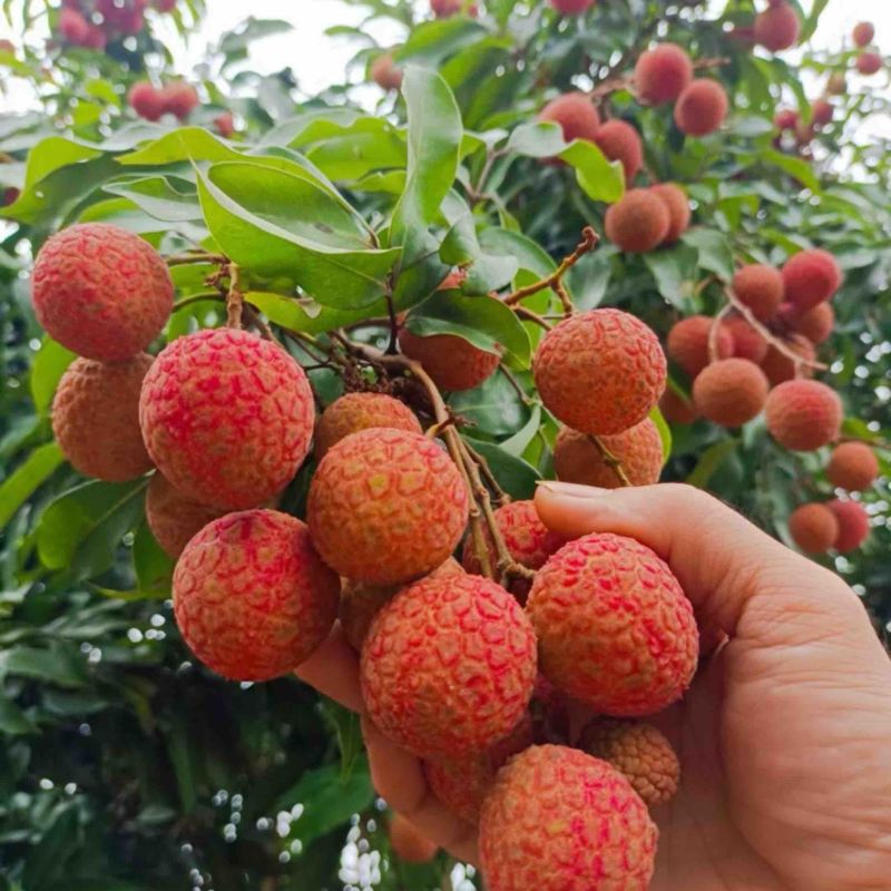 白糖罂荔枝苗