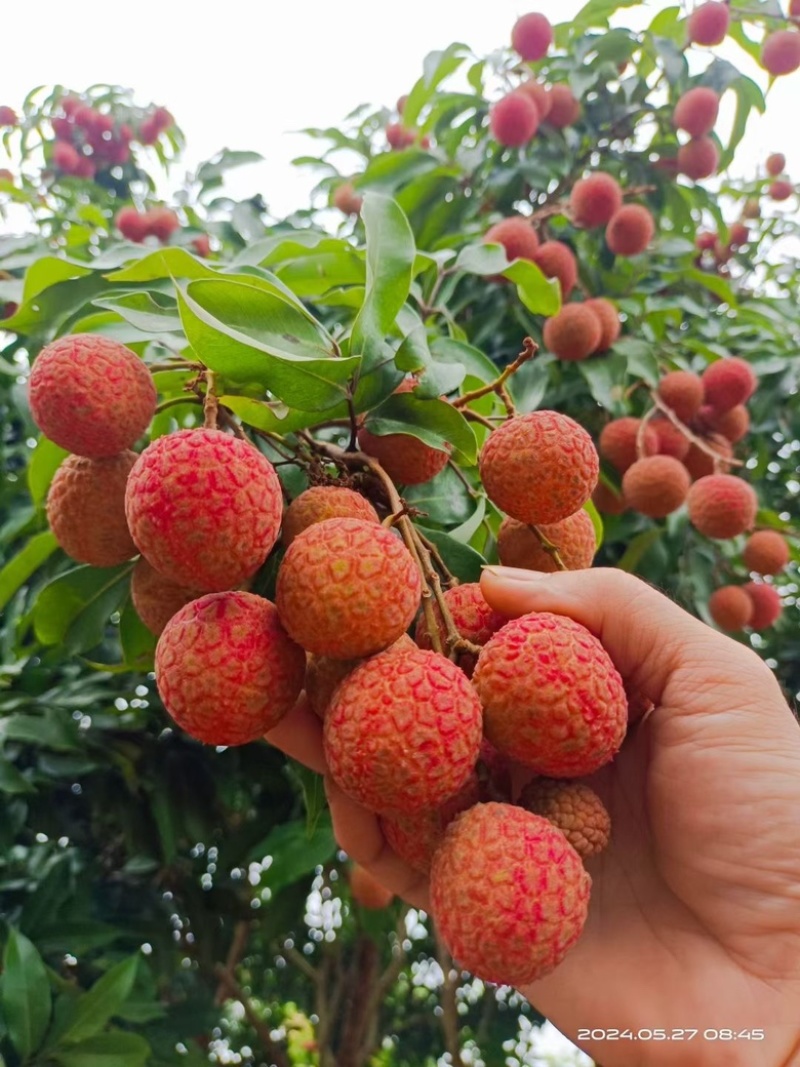 白糖罂荔枝苗