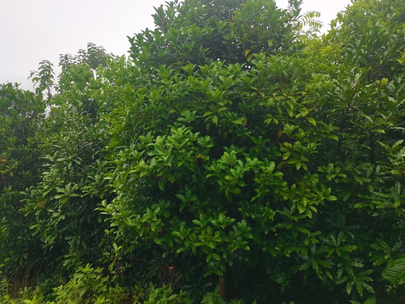 大量桂花树，价格便宜，品种齐全，精品，通货都有