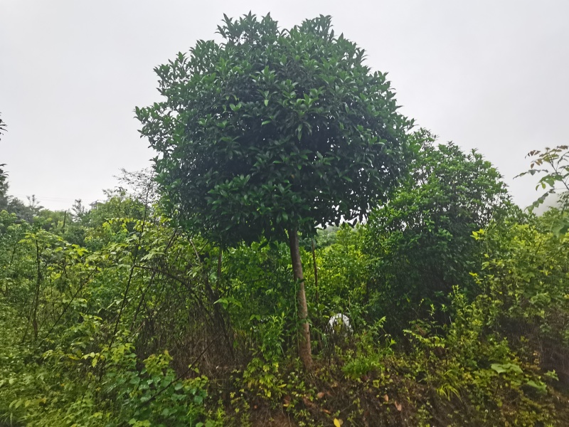 大量桂花树，价格便宜，品种齐全，精品，通货都有