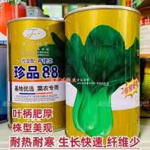 珍品88青梗菜种子耐热耐寒四季小青菜种籽基地优选小油菜种