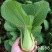 珍品88青梗菜种子耐热耐寒四季小青菜种籽基地优选小油菜种