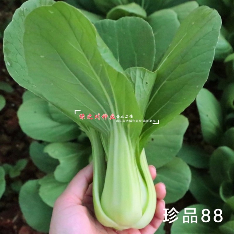 珍品88青梗菜种子耐热耐寒四季小青菜种籽基地优选小油菜种