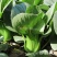 珍品88青梗菜种子耐热耐寒四季小青菜种籽基地优选小油菜种